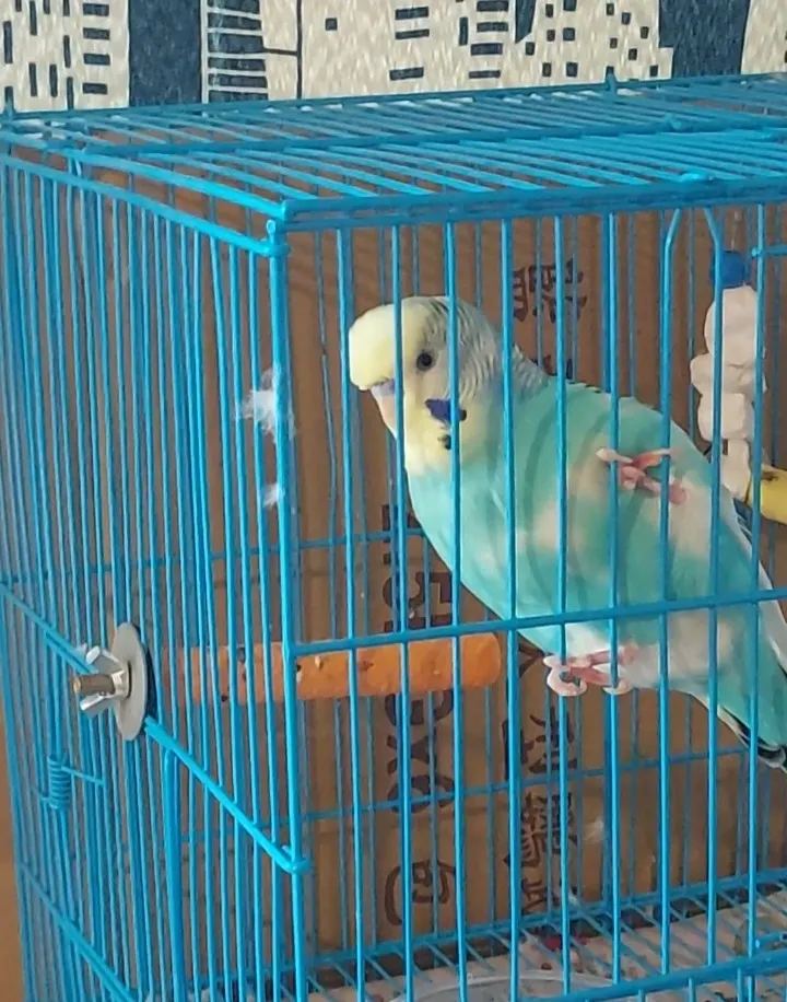 src