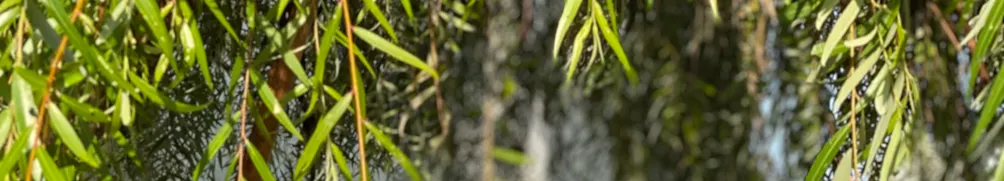 Mila's Blossoming Miracles