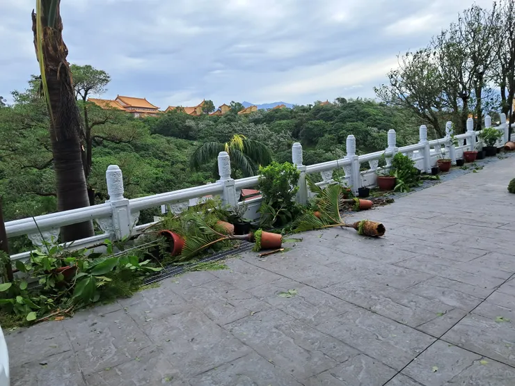 東倒西歪的盆栽