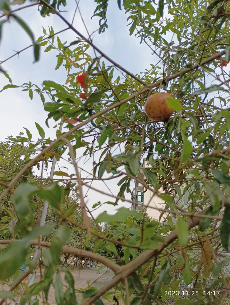 行遇石榴風逐，拍佇，婦出注目，許見趣無，離離離，自拍