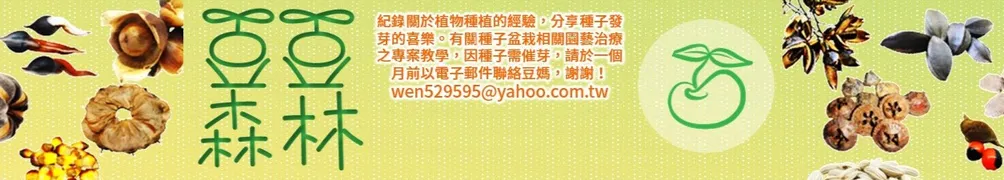 豆豆森林種子盆栽教學D.I.Y的沙龍