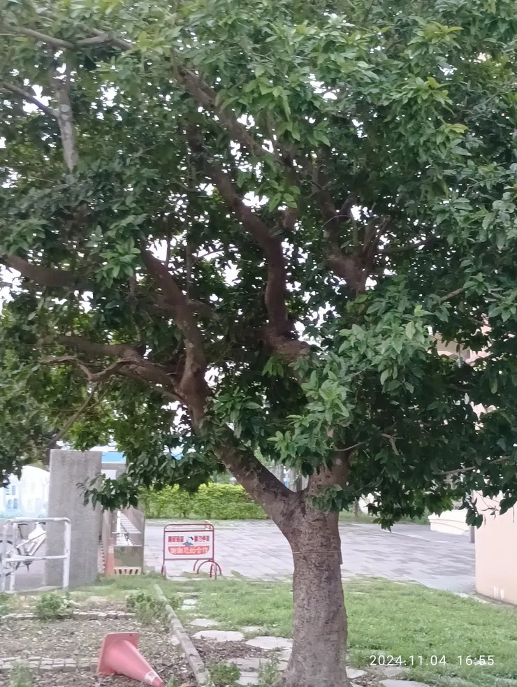 生平首回見，南洋含笑，自拍攝