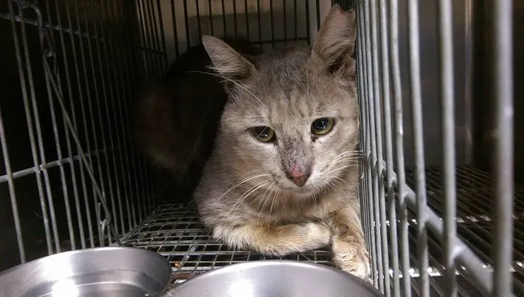 回來後的貓咪感覺很疲累