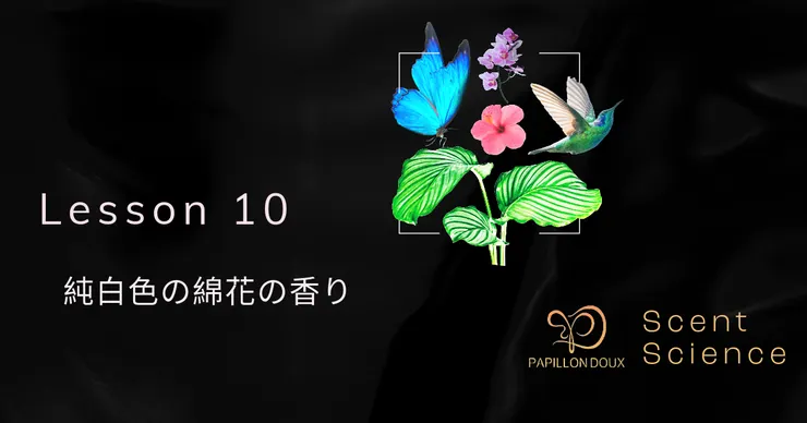 香りの科学 L - 10 純白色の綿花の香り