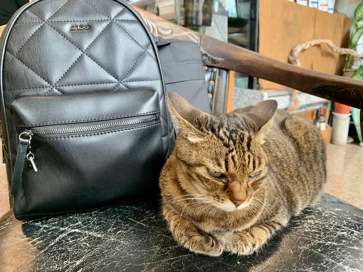 可愛親人的貓咪店長，喜歡被拍拍屁股，但要注意別讓貓毛飛進了你的杯子。