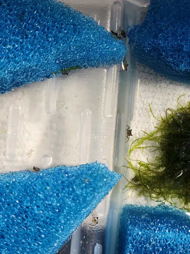 不同時期的蟹嬰