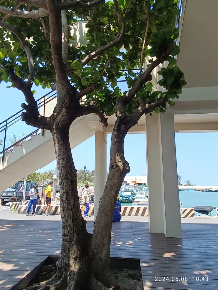 海口美術館及其旁景，自拍攝