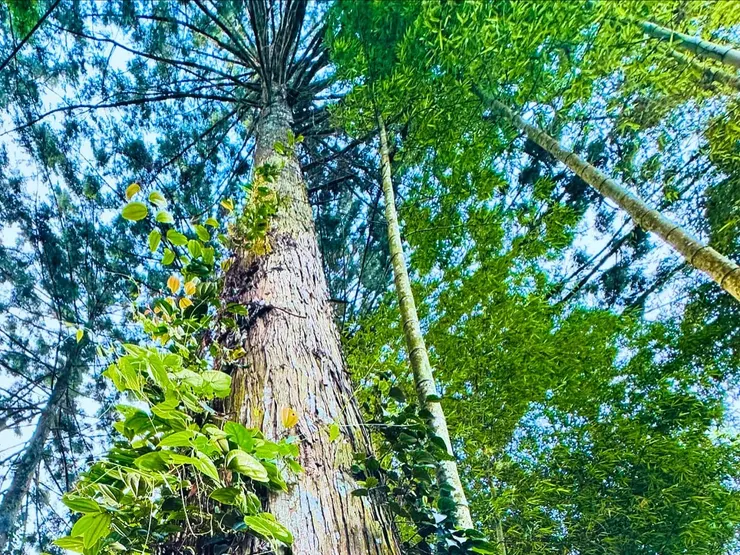 遇到的第一株生態很豐富的大樹
