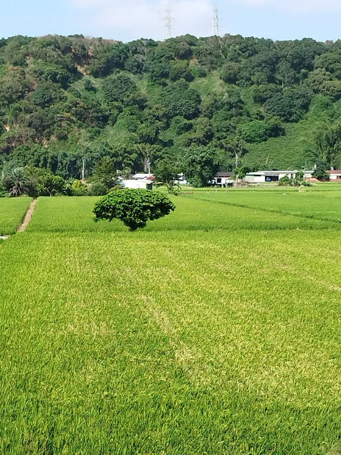 大片稻浪 隨風而至 真是忘憂 河童拍攝/2023年
