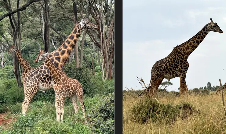 Q2: 你知道哪一隻是羅式長頸鹿嗎?