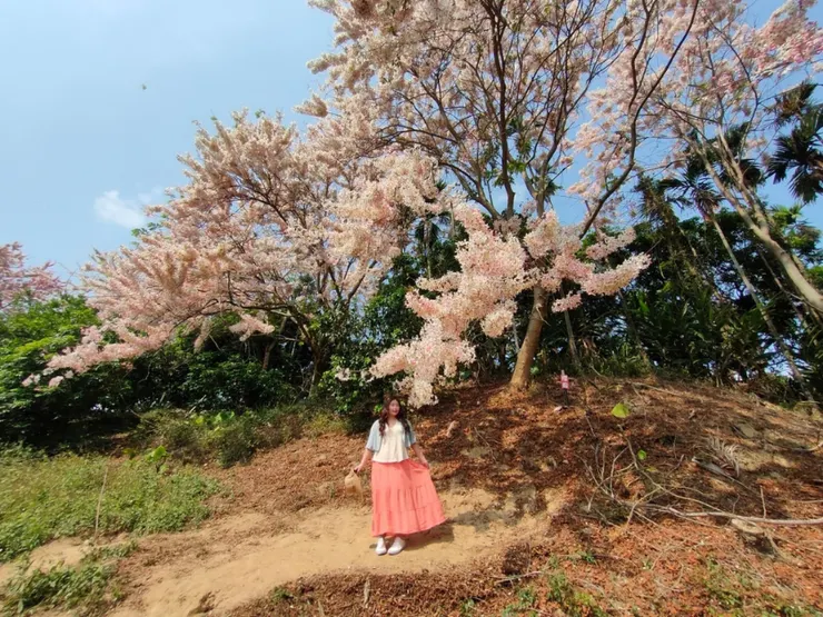 排隊與櫻王合照，很高很大棵。