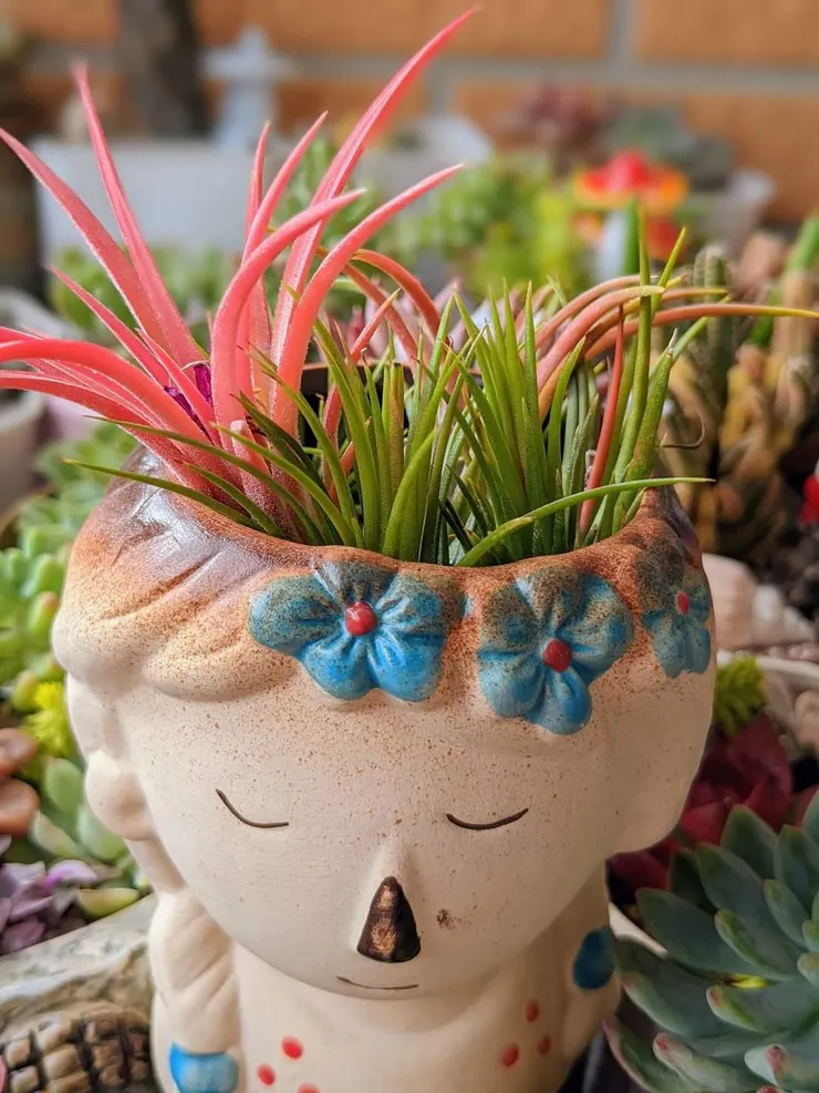 媽媽的花園