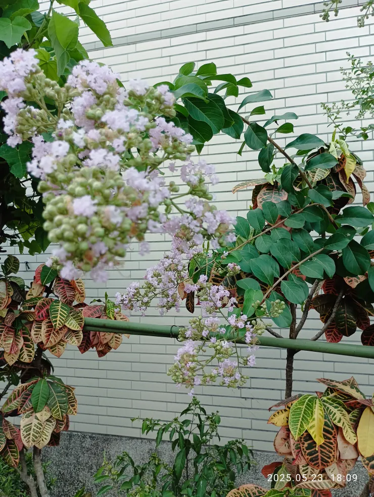 小花紫薇，自拍攝