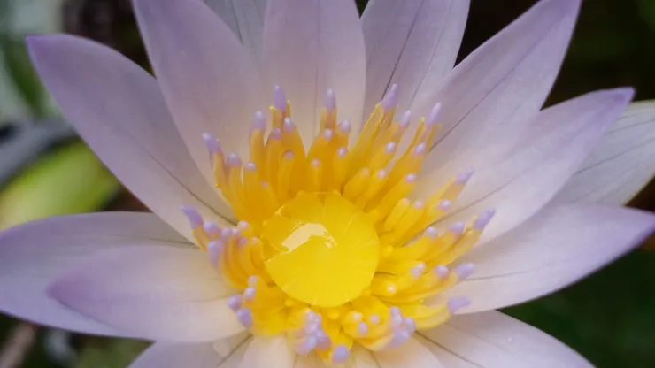 都本品種的小睡蓮 第一天綻放，花心著水的模樣宛若明珠般璀璨；周圍好幾輪的雄蕊伸出觸手悉心捧著明珠的樣子，感覺就像好多保鑣守護著稀世奇珍！