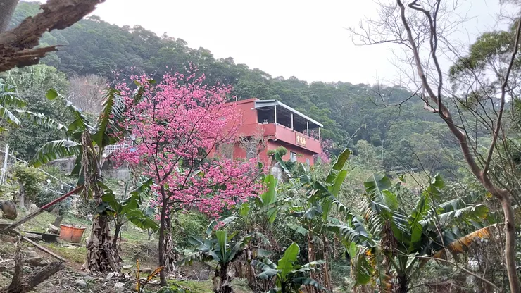 櫻花照