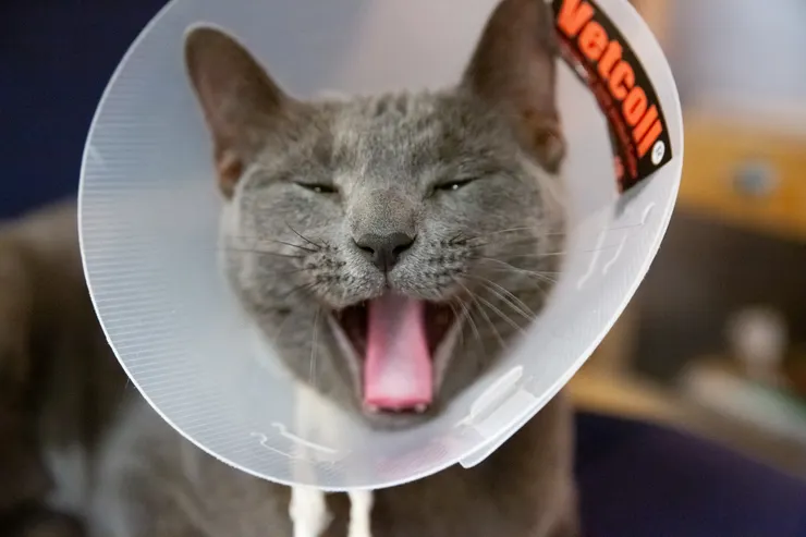 本本說：下班啦！