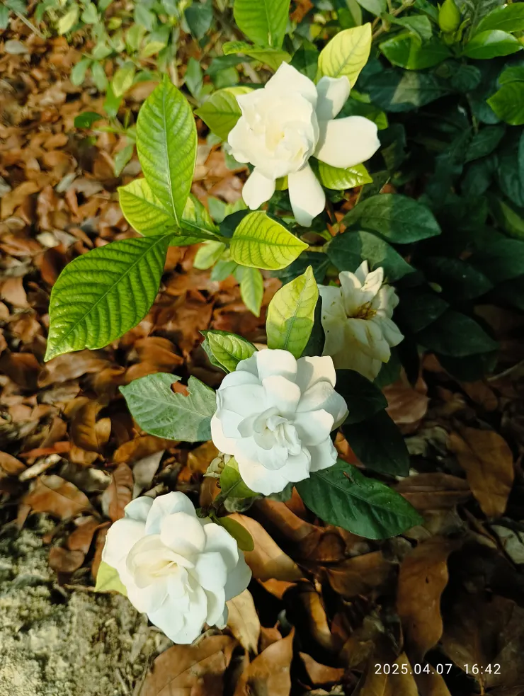 黃梔，名取是因其果實為黃色可萃取出黃色染料用於食品中，味香濃郁