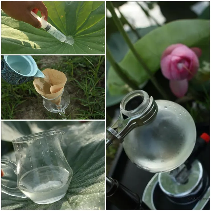 取荷花露