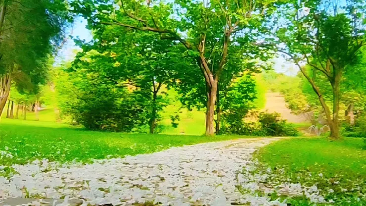 甘家堡如詩如畫的桐花地毯