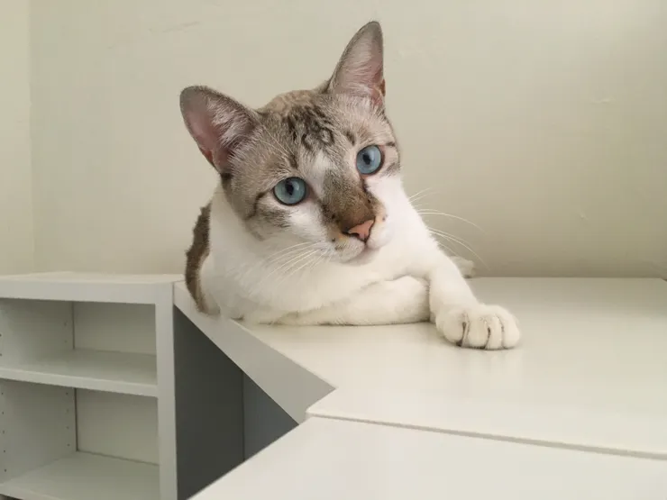 貓奴們都得了一種不秀貓貓照片不行的怪病