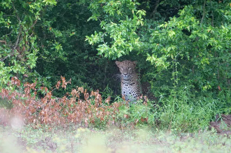 對上眼了！很美的豹小姐！