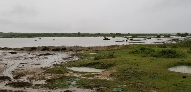 觀水鳥的好處是牠們身處的位置很開陽，但是不好地方是距離比較遠
