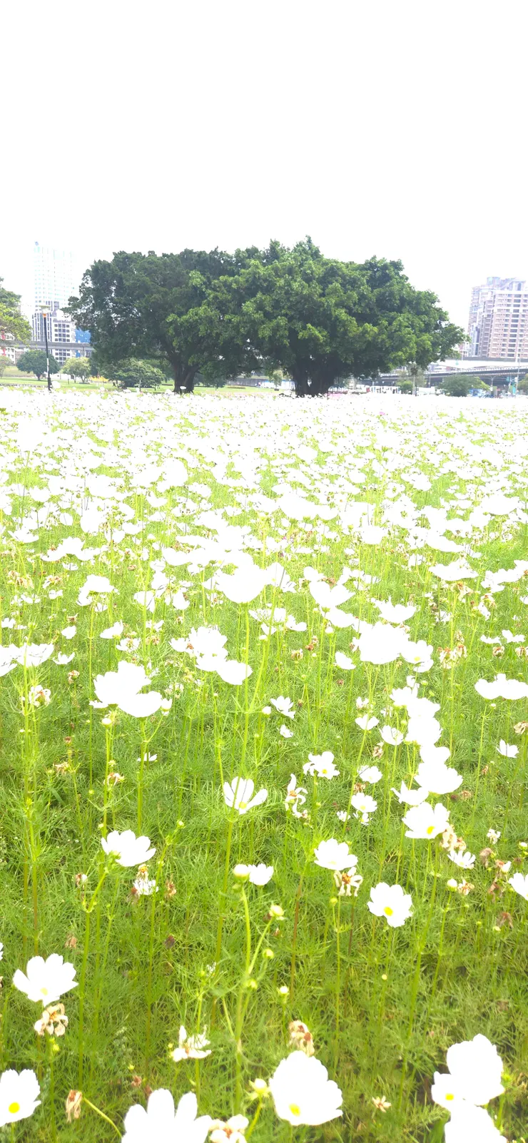 白雪花海，分不清是白粉蝶還是花瓣。