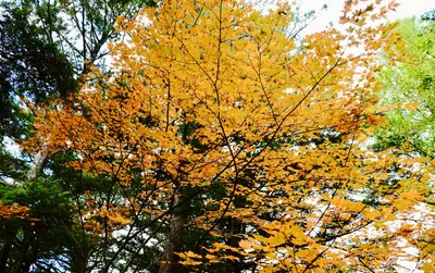 閒妻日常的沙龍
