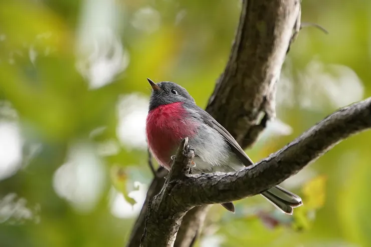 冬季往北遷徙到昆士蘭的 Rose Robin