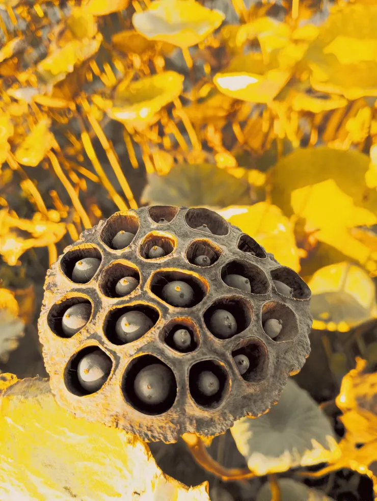 雖然荷花枯了，幸有一顆顆希望之種堅持面對陽光