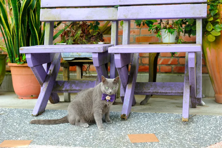 【避開尖峰獨享色彩斑斕的寧靜，鴨嫂口中好多的貓怎不見蹤影。終於遇見一隻，有紫貓的FU，完全不怕人！】