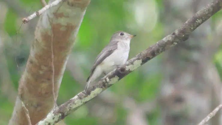 Asian brown flycatcher 寬嘴鶲