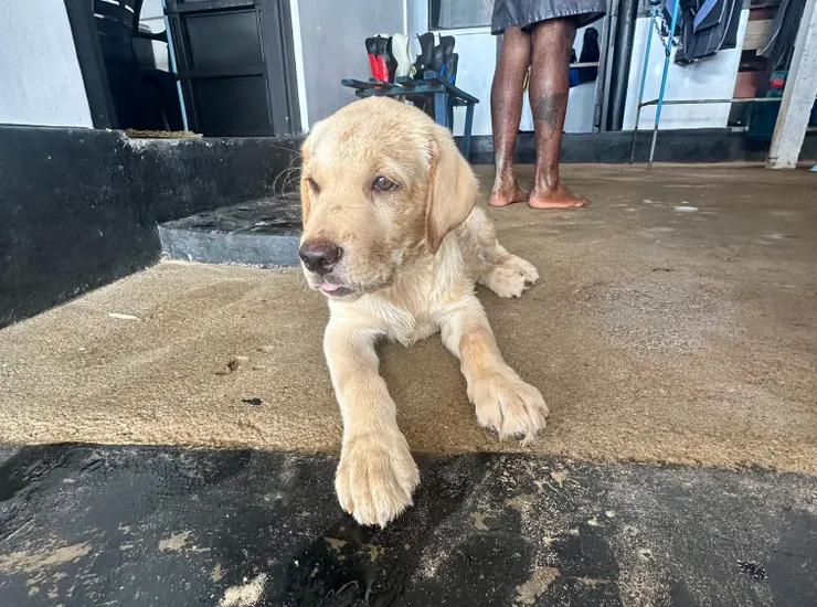 潛導的愛犬，玩著沙等主人回來