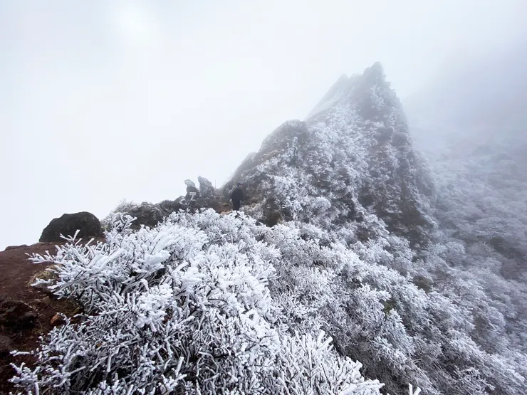 日本大分-由布岳 || 分岔口(マタエ)