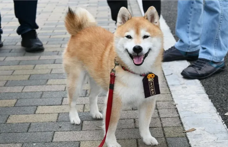 截取自富士電視台官網