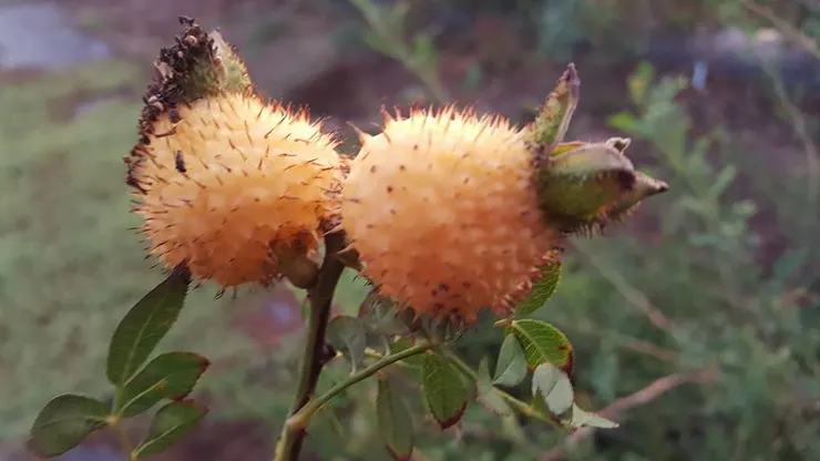 在南部的嘉義種刺梨，冬天冷度不夠，比不上原生地貴州涼冷的高原，花開得不好，只會零星結果。