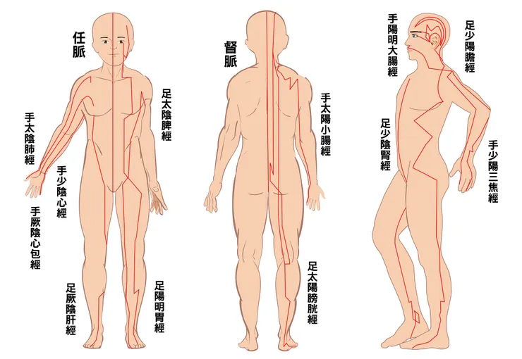 十二經絡-圖片取自網路