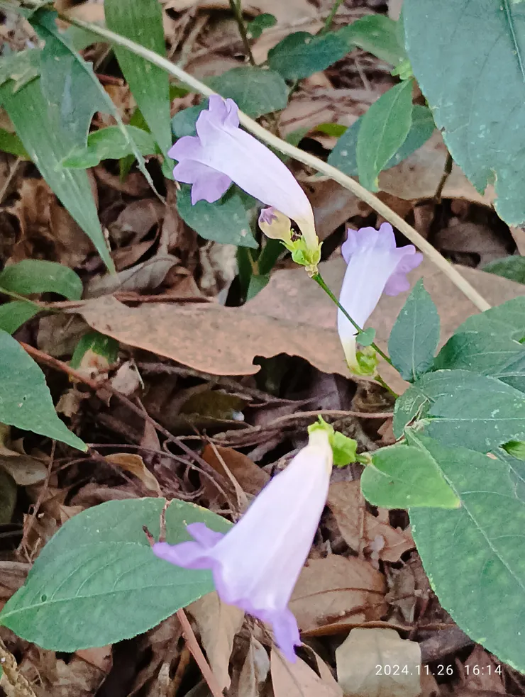 登高遇不知名的花