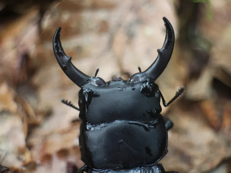 © 羅元甫 的觀察紀錄