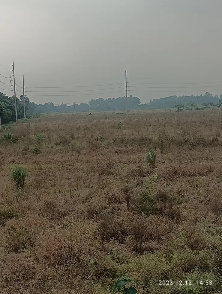 衰草哀情無言連天際，自拍