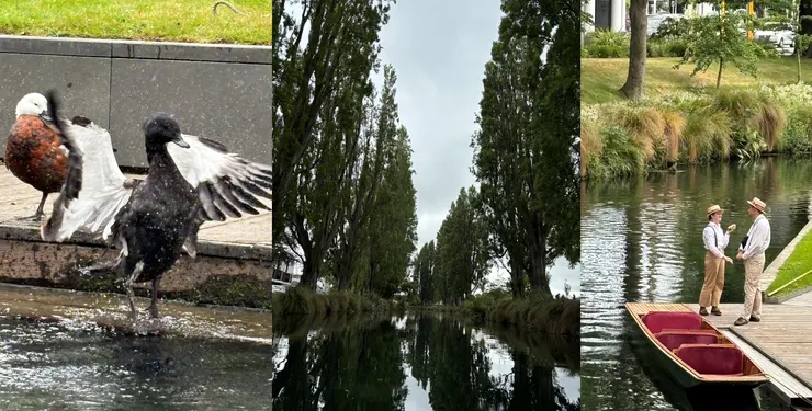雅芳河與樹林間以及小鴨