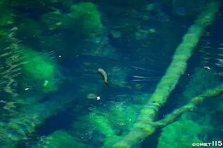 魚好像浮在空中