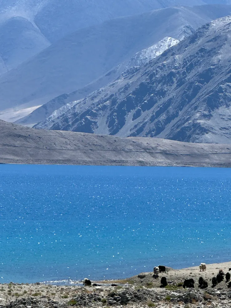 也可以在湖邊見到犛牛