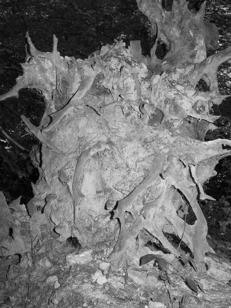 〈樹樁,布克新門林地〉,《接地雜訊》系列,塞琳・克拉內。圖片來源:國家攝影文化中心