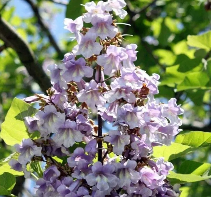泡桐樹(Paulownia tomentosa)