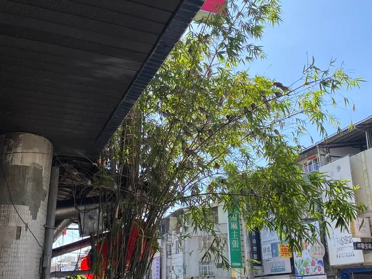 散步有趣之處就是能看到平常騎車或開車，看不到的視角