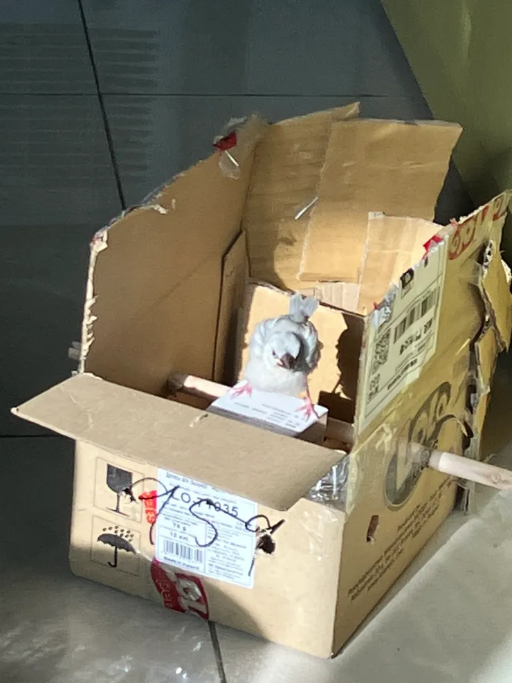 這張看起來很派！每次陽光灑進來，都覺得我家貝貝是耀眼的那個星星！淡水冬天出了名的潮濕，好不容易有太陽曬，我也很開心。