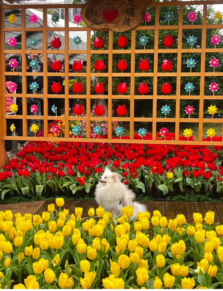 可愛的狗狗也沉浸在花海中