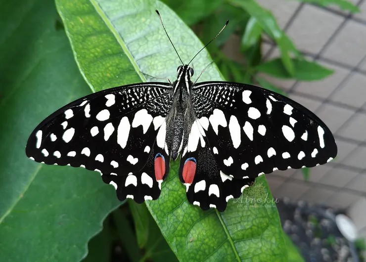 斑鳳蝶/無尾鳳蝶/檸檬鳳蝶