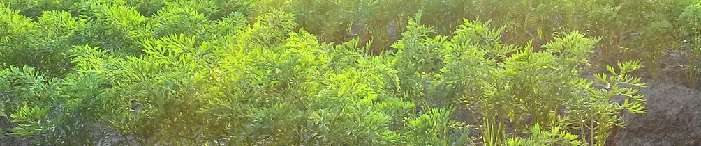 我可能不適合護理